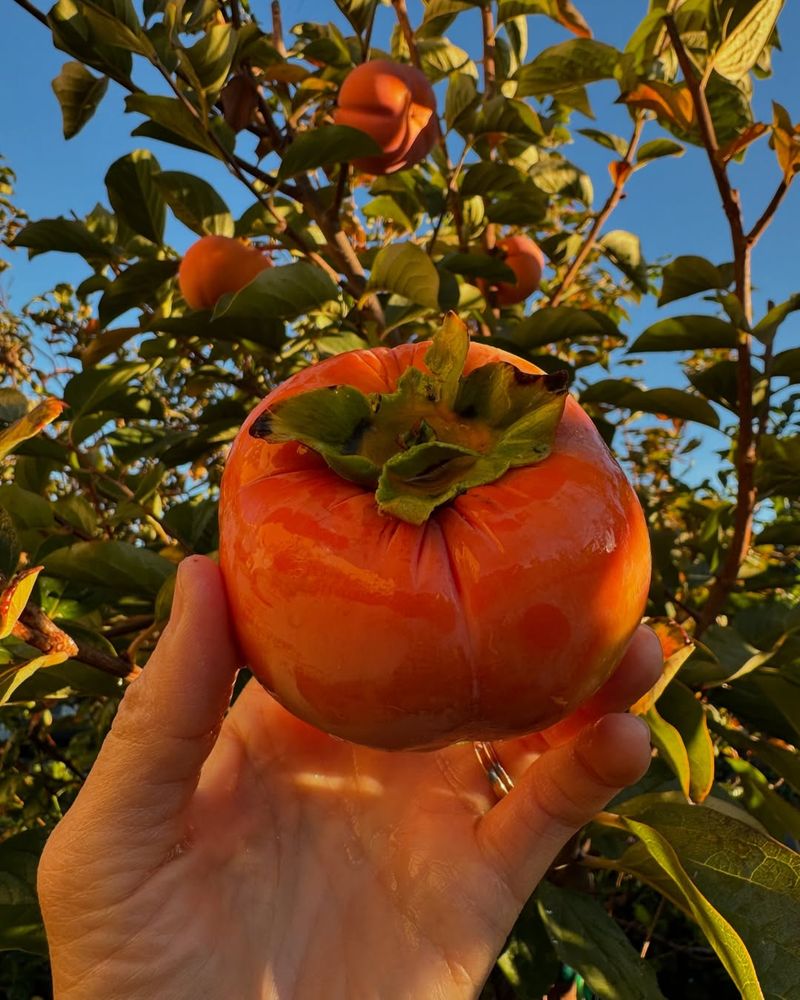 Persimmons Extend The Harvest Into Fall And Winter Persimmons Extend The Harvest Into Fall And Winter