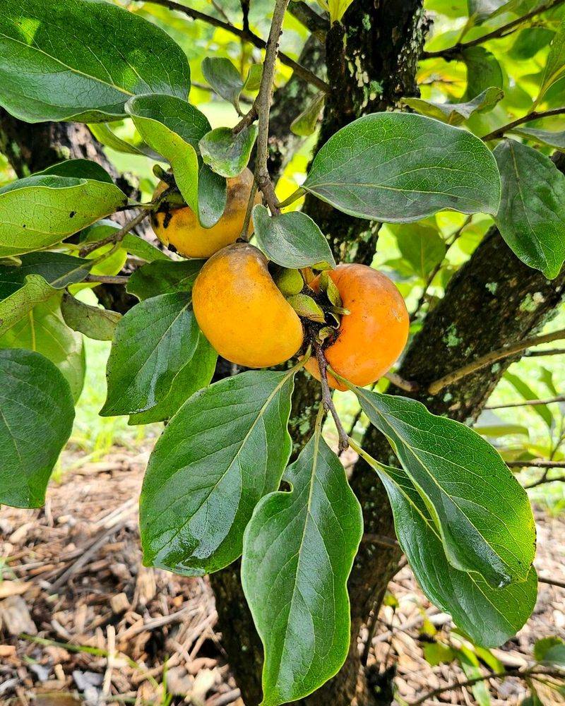 Persimmons Handle Tougher Yard Conditions Than People Expect Persimmons Handle Tougher Yard Conditions Than People Expect