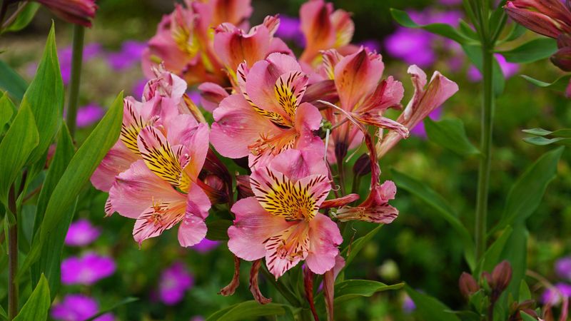 Peruvian Lilies Offer Long-Lasting Color In Mild Oregon Gardens