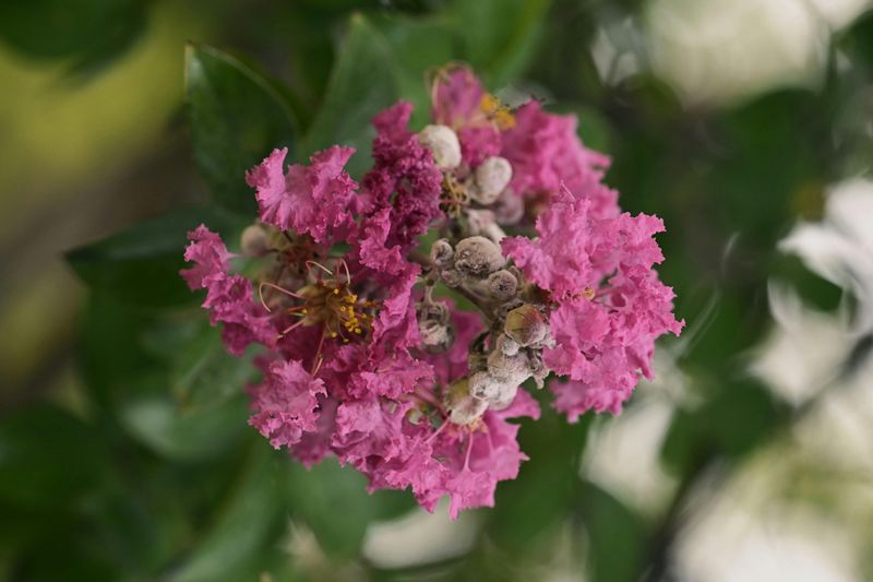 Pest And Disease Check Pest And Disease Check
