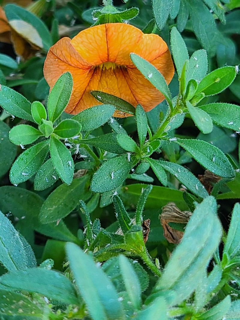 Pest And Disease Pressure Can Shut Down Blooming Entirely Pest And Disease Pressure Can Shut Down Blooming Entirely