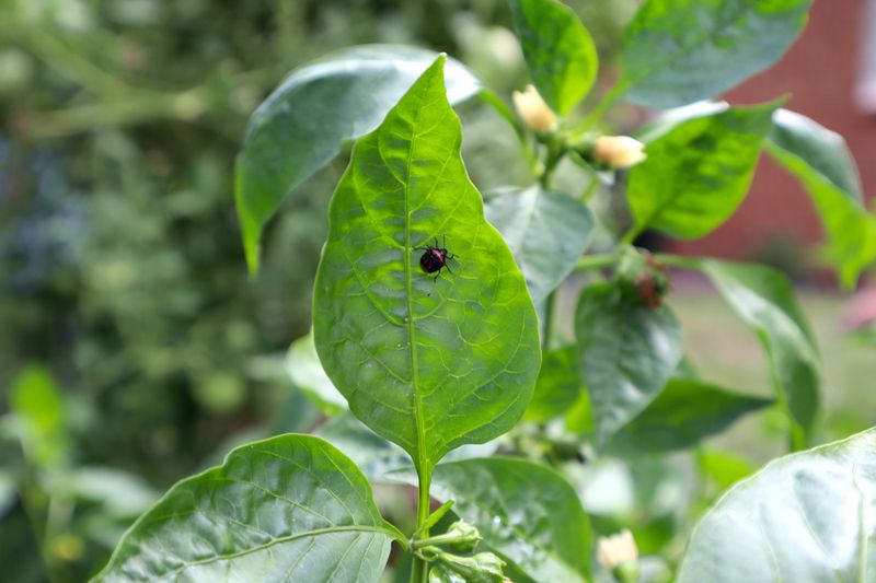 Pest And Disease Pressure