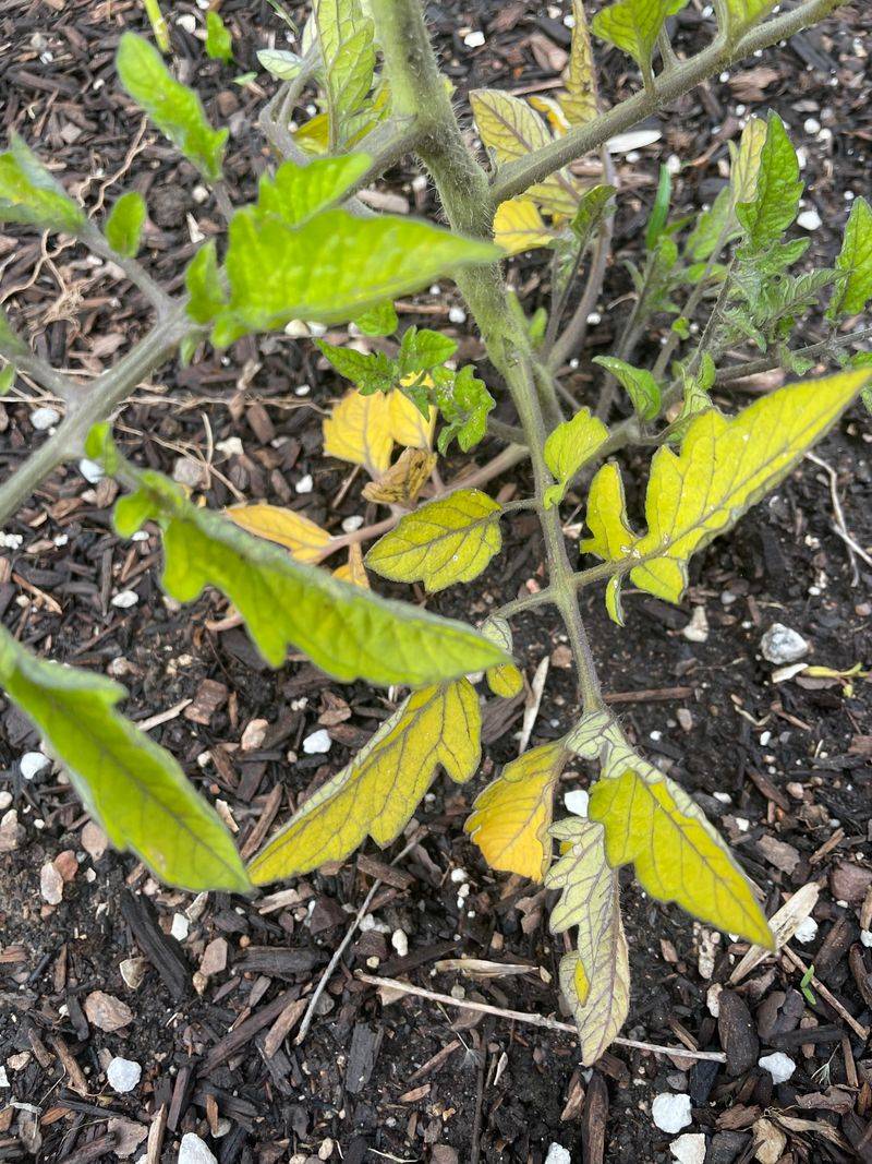 Pest Damage That Looks Just Like A Disease Problem
