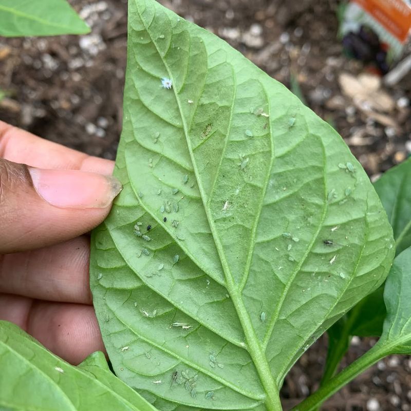 Pest Populations Expand Rapidly
