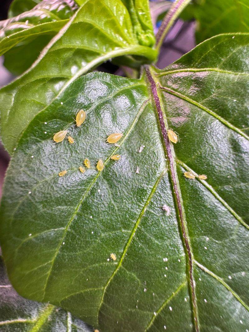 Pest and Disease Pressure Is Draining Plant Energy