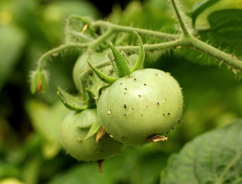 Pest and Disease Prevention