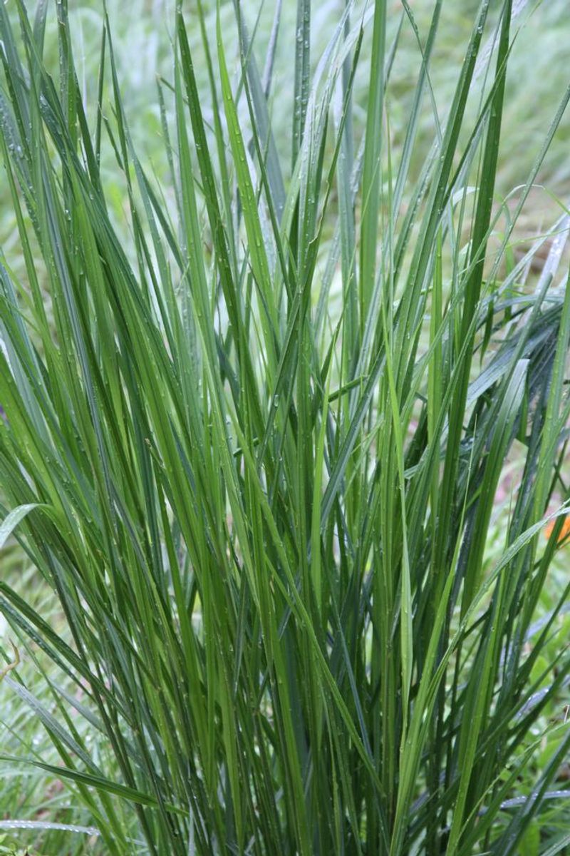 Pesticide-Free Beds Keep Larvae Safer Underground Pesticide-Free Beds Keep Larvae Safer Underground