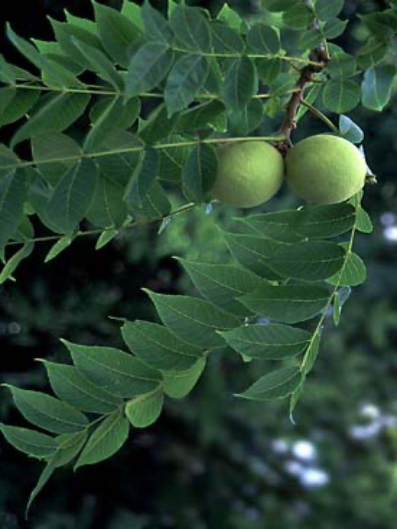 Pesticide-Free Leaves Give Caterpillars A Better Chance