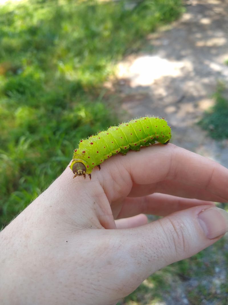 Pesticide Use Can Reduce Caterpillar Survival Pesticide Use Can Reduce Caterpillar Survival