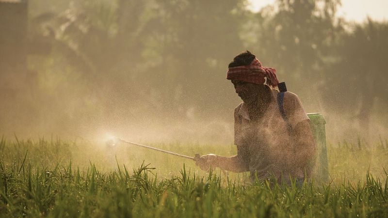 Pesticide Use Has Reduced The Insect Population They Need