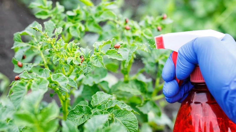 Pesticide Use In Or Near Your Garden Removes Their Food Supply Pesticide Use In Or Near Your Garden Removes Their Food Supply