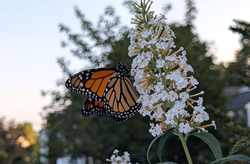 Pesticide Use Makes The Garden Less Welcoming