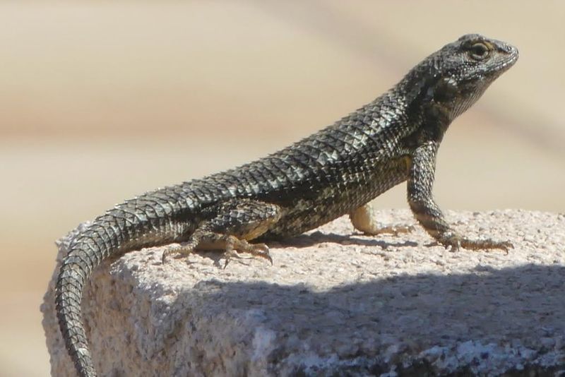 Pesticides Can Remove The Bugs Lizards Depend On Pesticides Can Remove The Bugs Lizards Depend On