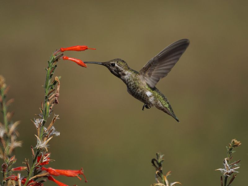 Pesticides Reduce The Insects They Need Pesticides Reduce The Insects They Need