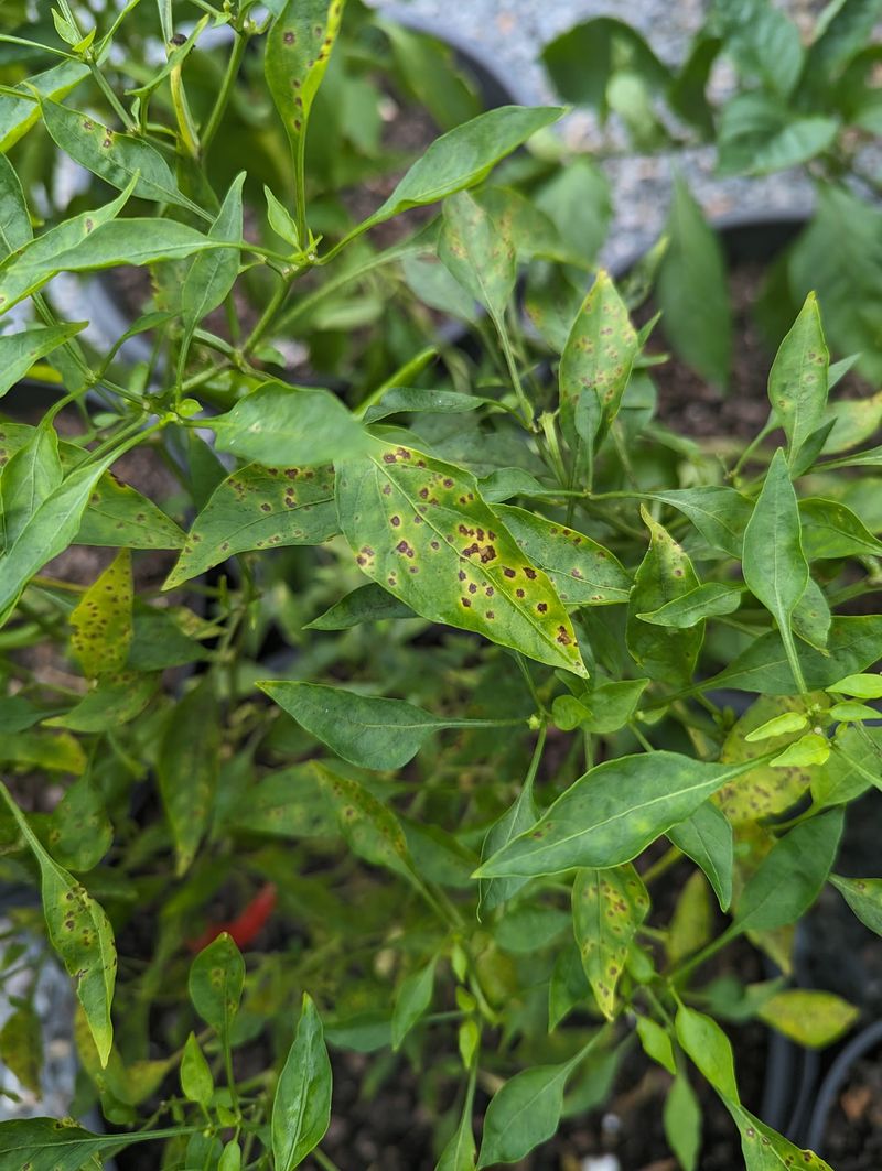 Pests And Diseases Can Stress Plants Enough To Lose Flowers