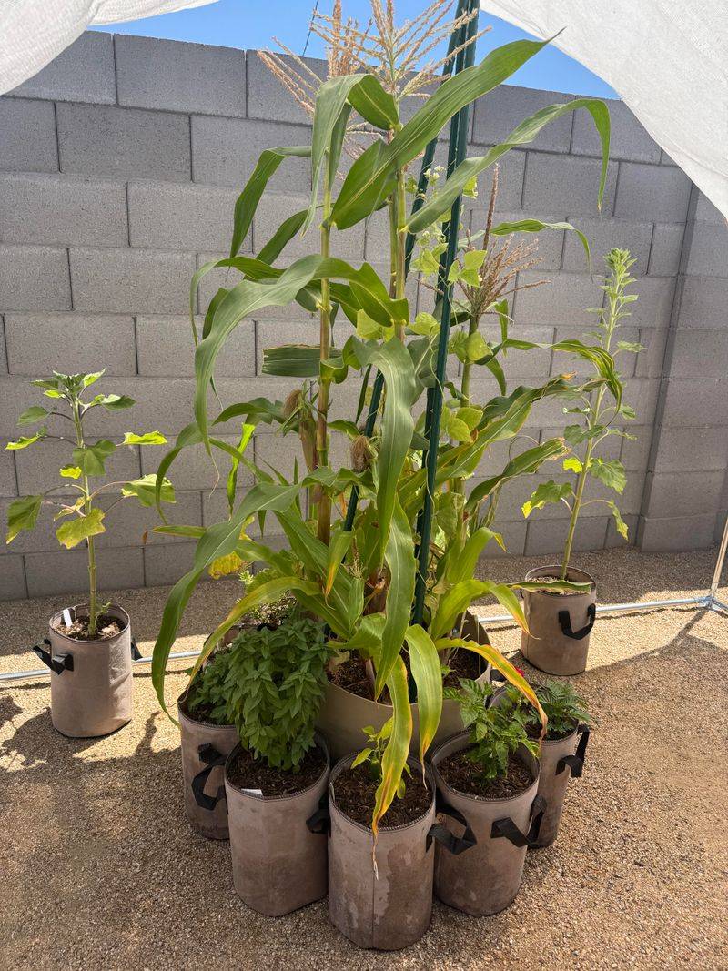 Pests Are Easier To Monitor And Manage