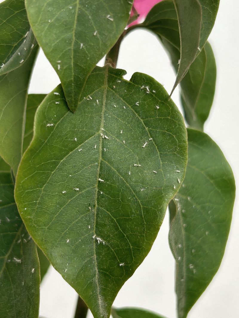 Pests Are Feeding On Leaves Or Sap
