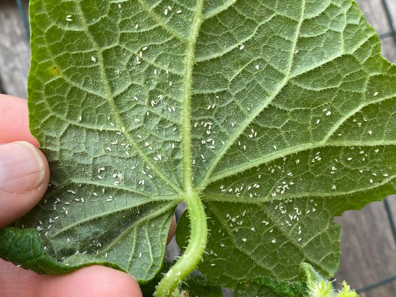 Pests Build Up In Humid Weather