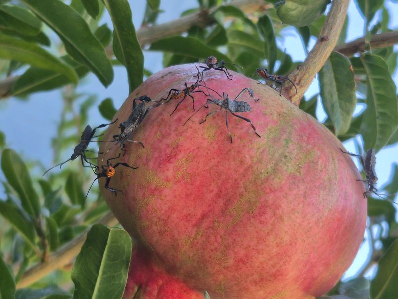 Pests Can Damage Young Pomegranates Pests Can Damage Young Pomegranates