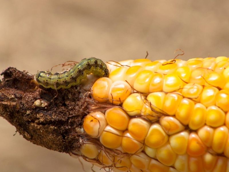 Pests Can Make Sweet Corn Harder To Manage