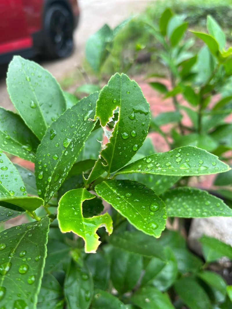 Pests Can Weaken Leaves And New Growth Pests Can Weaken Leaves And New Growth