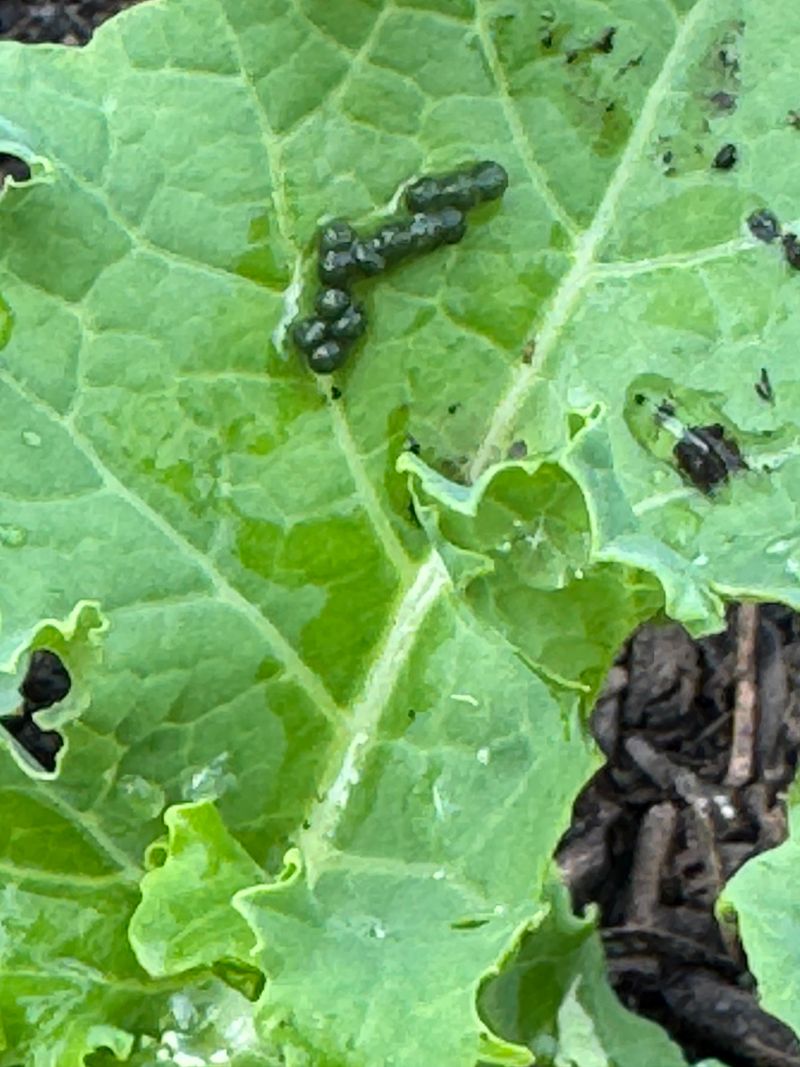 Pests Find Tender Growth Quickly
