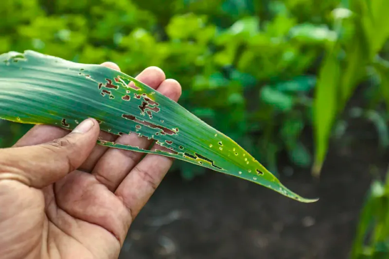 Pests Move In When Heat Stress Weakens Plants Pests Move In When Heat Stress Weakens Plants
