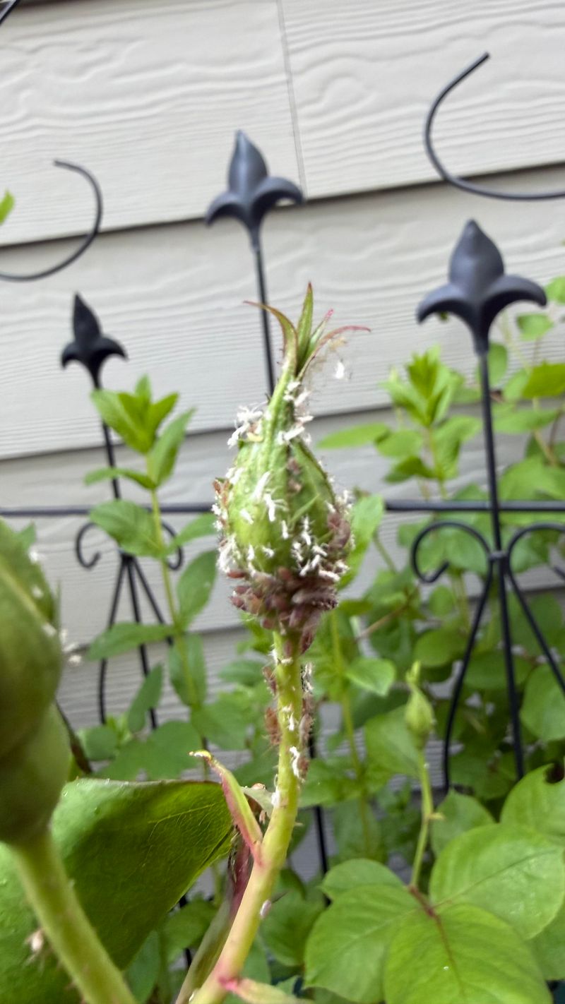 Pests That Cause Yellowing And How To Spot Them Early Pests That Cause Yellowing And How To Spot Them Early