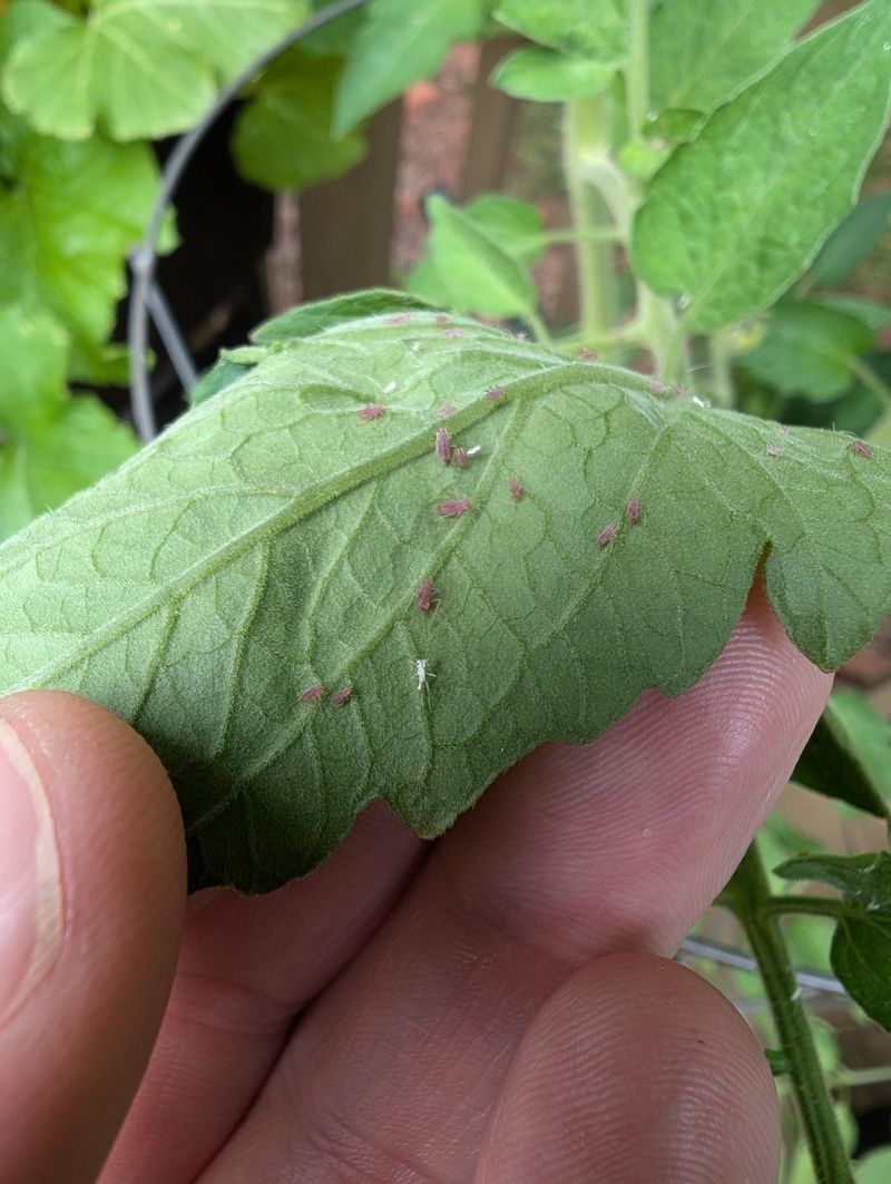 Pests That Trigger Leaf Yellowing On Tomato Plants Pests That Trigger Leaf Yellowing On Tomato Plants