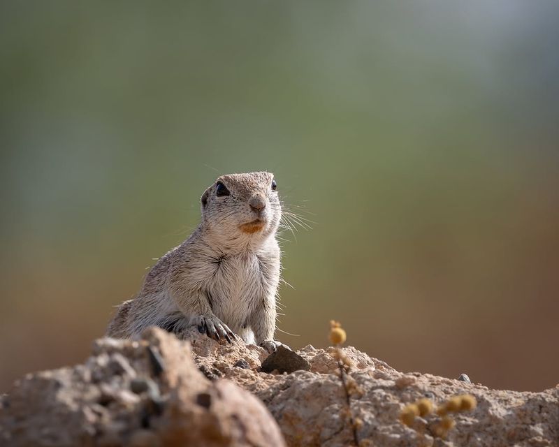 Pet Food Left Outdoors Can Attract Ground Squirrels