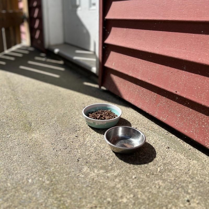 Pet Food Left Outdoors Pet Food Left Outdoors