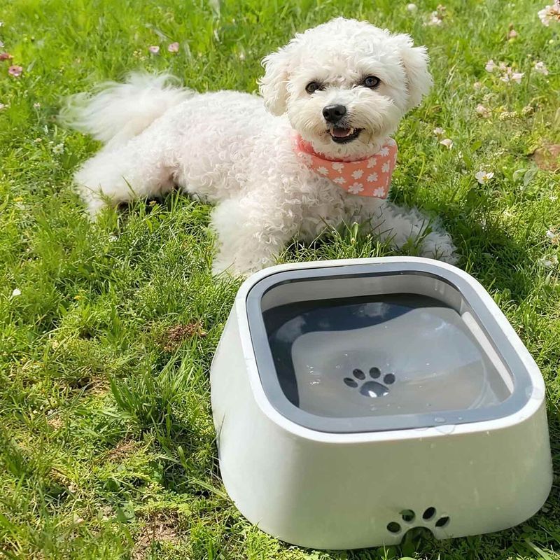 Pet Food Left Outside Can Attract Their Food Sources