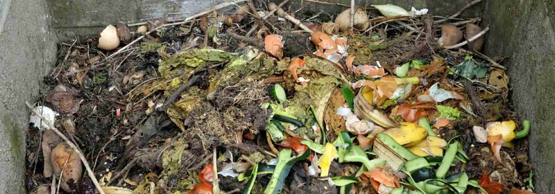Pet Waste Brings More Trouble Than Compost Value