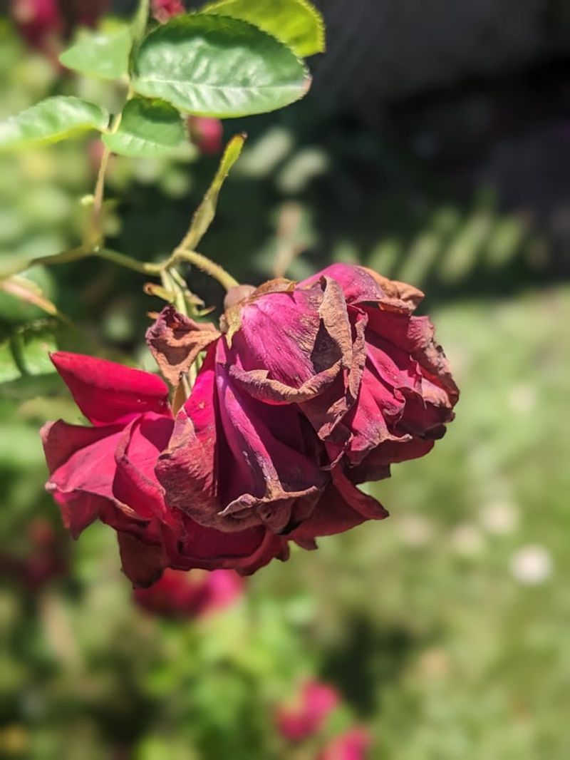 Petals Show Brown Streaks Early