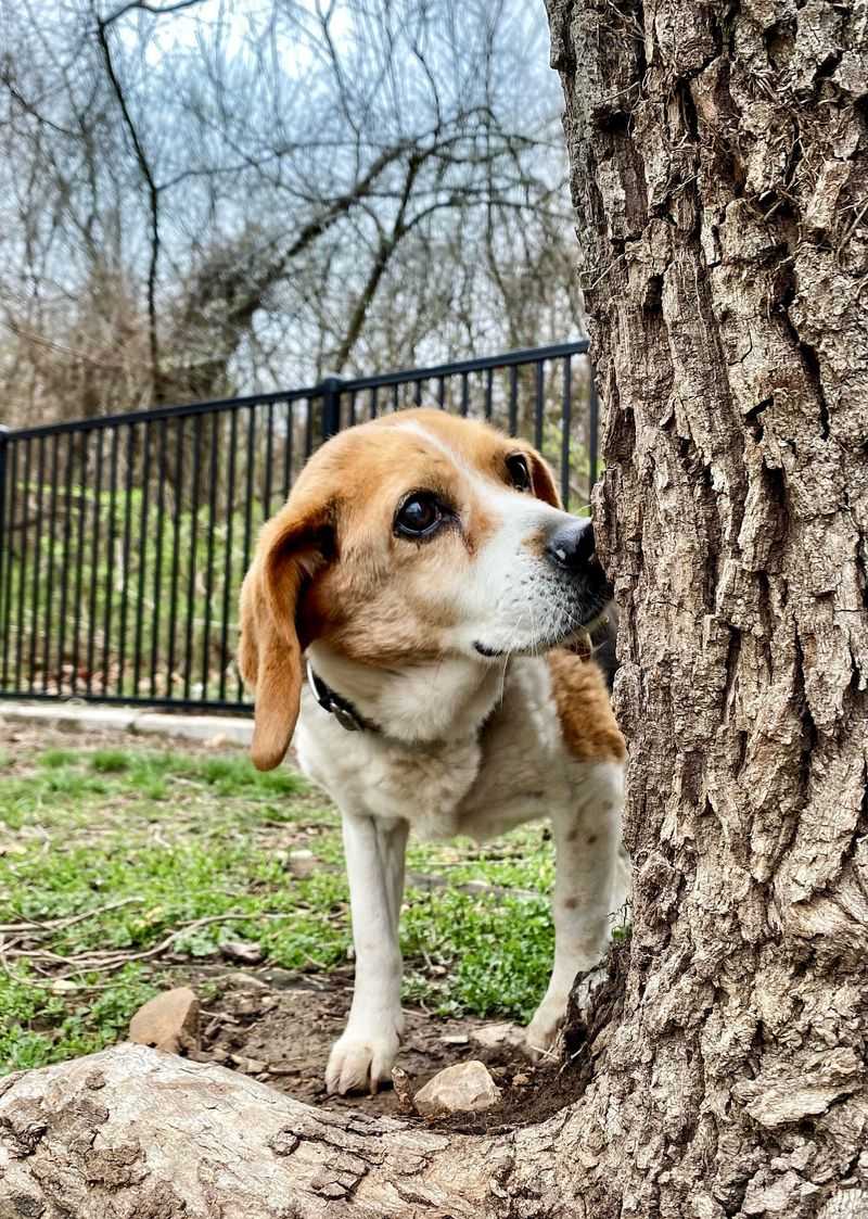 Pets Acting Agitated And Anxious Outdoors