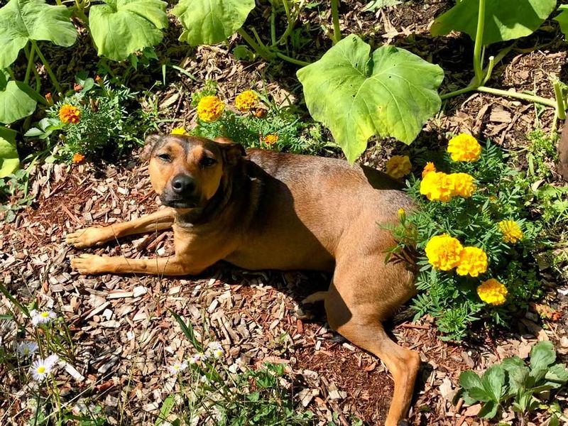 Pets And Outdoor Activities Increase Exposure Risk Pets And Outdoor Activities Increase Exposure Risk