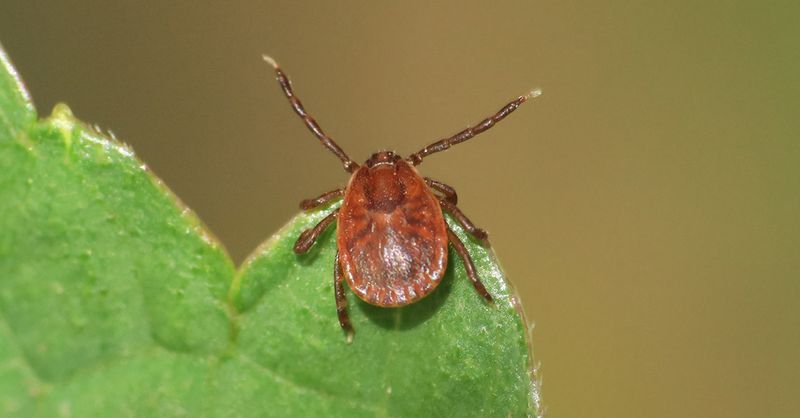 Pets Can Carry Ticks From The Yard