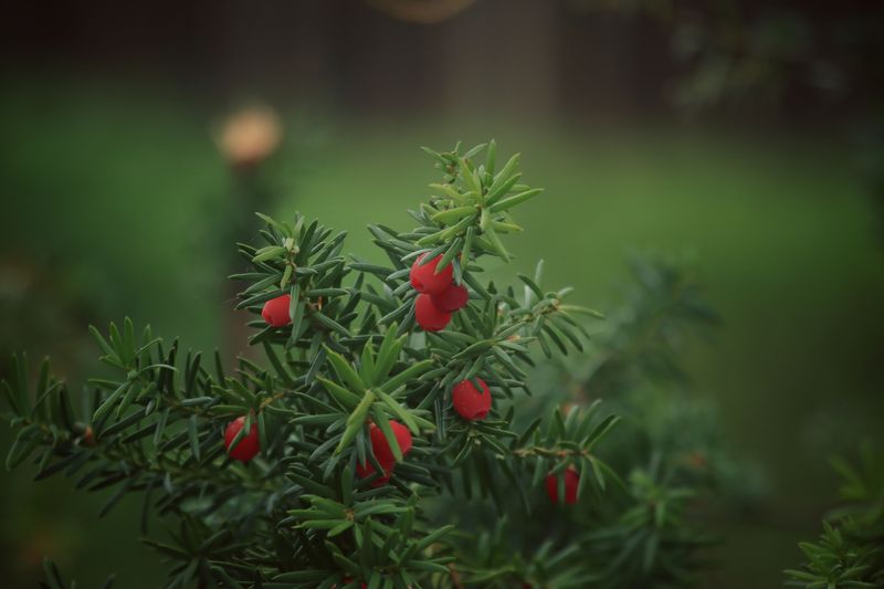 Pets Face Serious Risk From Backyard Yew Exposure Pets Face Serious Risk From Backyard Yew Exposure