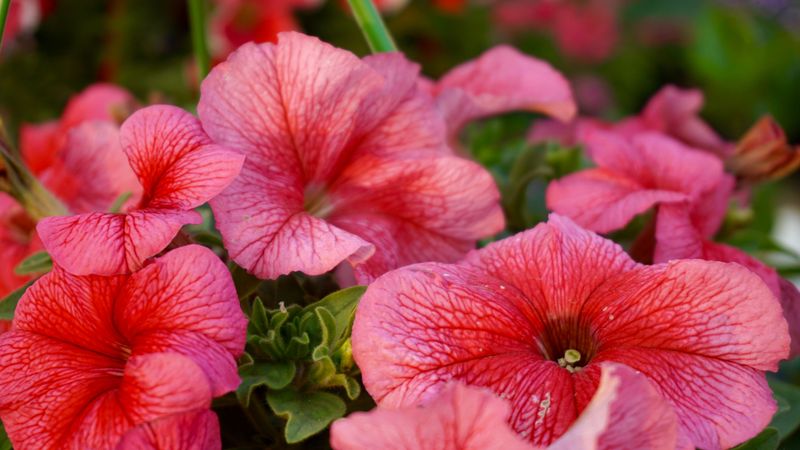 Petunia