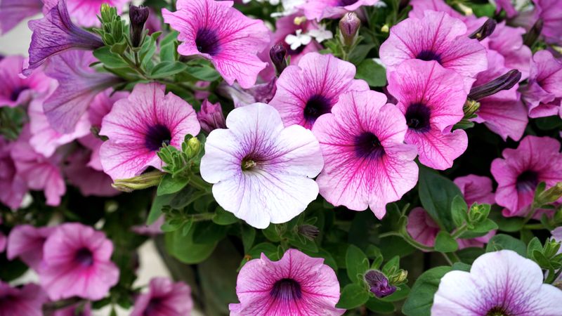 Petunias