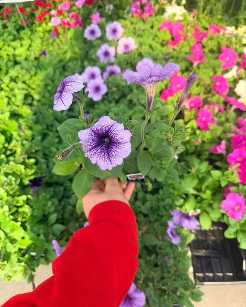 Petunias And Portulaca Petunias And Portulaca