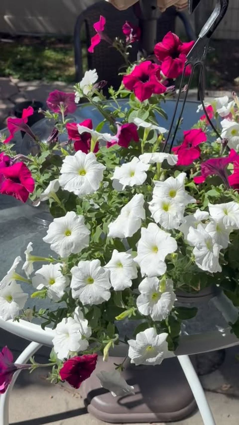 Petunias Handle Sunny Window Boxes Better Than Impatiens Petunias Handle Sunny Window Boxes Better Than Impatiens