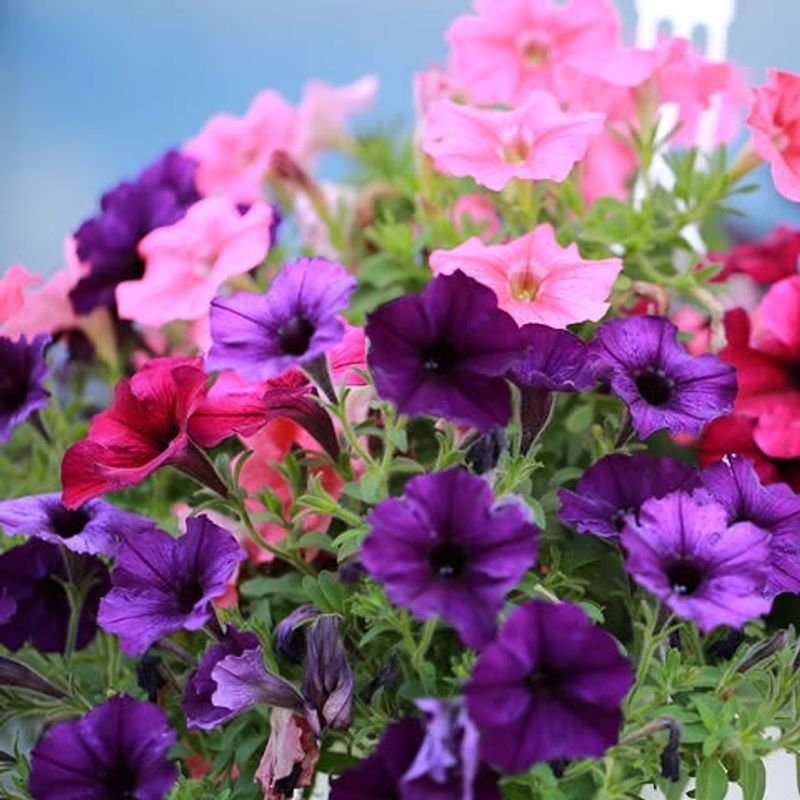 Petunias May Return In Mild Garden Pockets