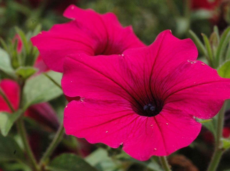 Petunias Need More Care In Texas Heat Petunias Need More Care In Texas Heat
