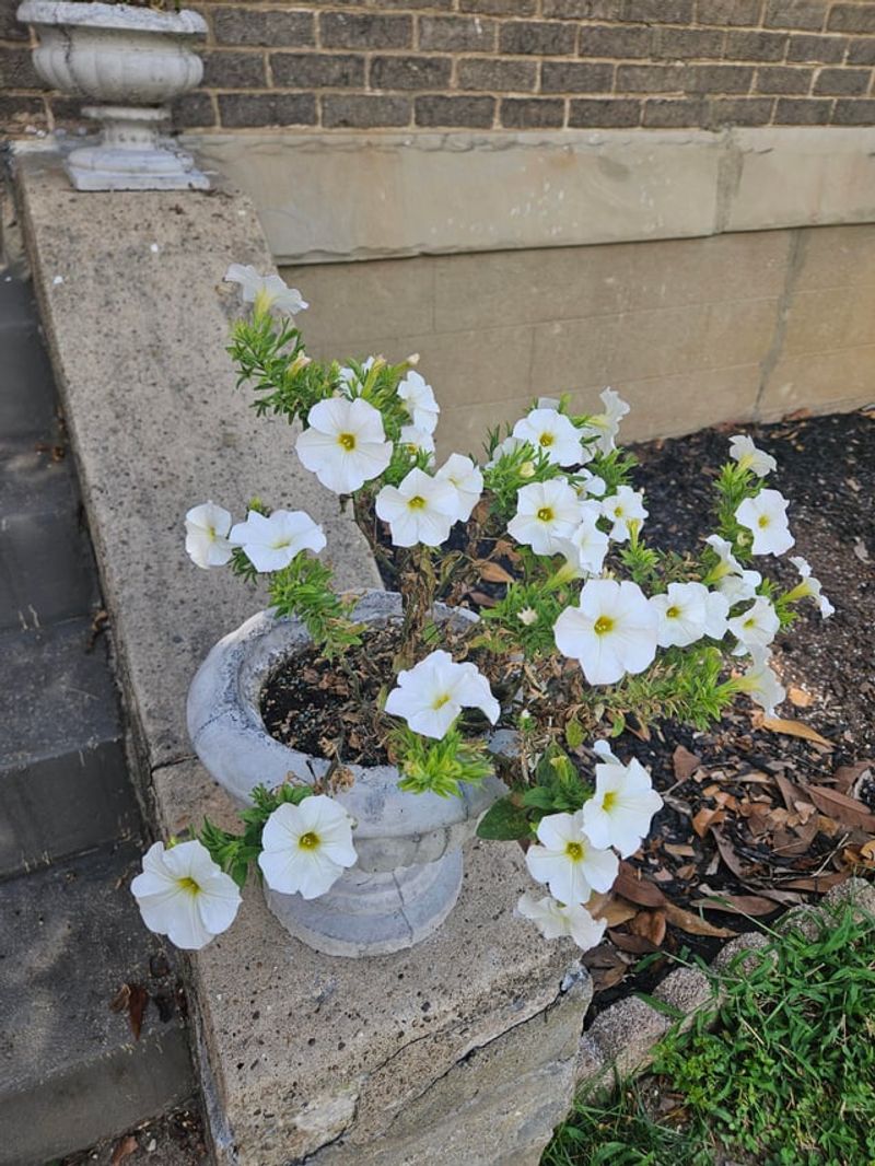 Petunias