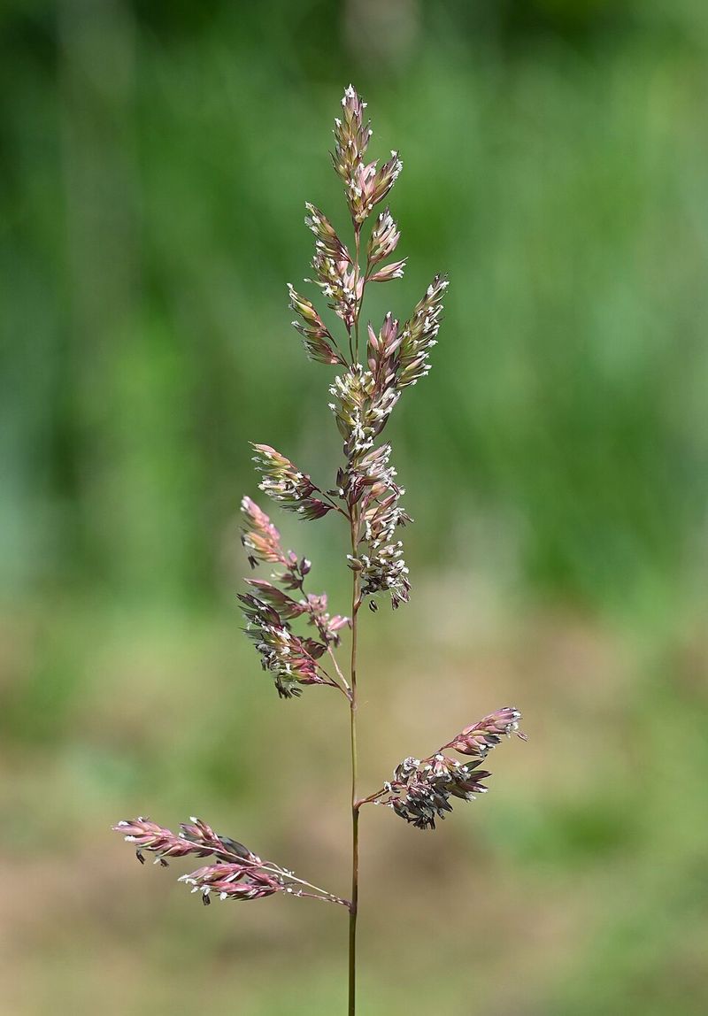Phalaris Arundinacea Phalaris Arundinacea