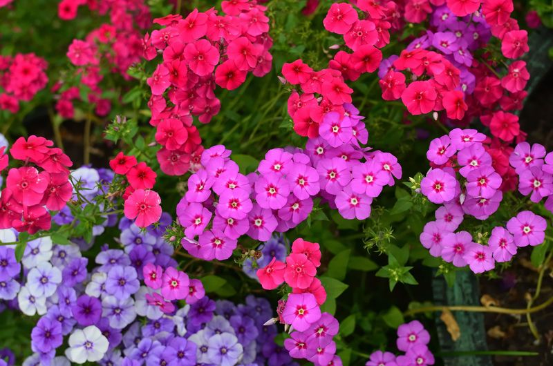 Phlox Phlox
