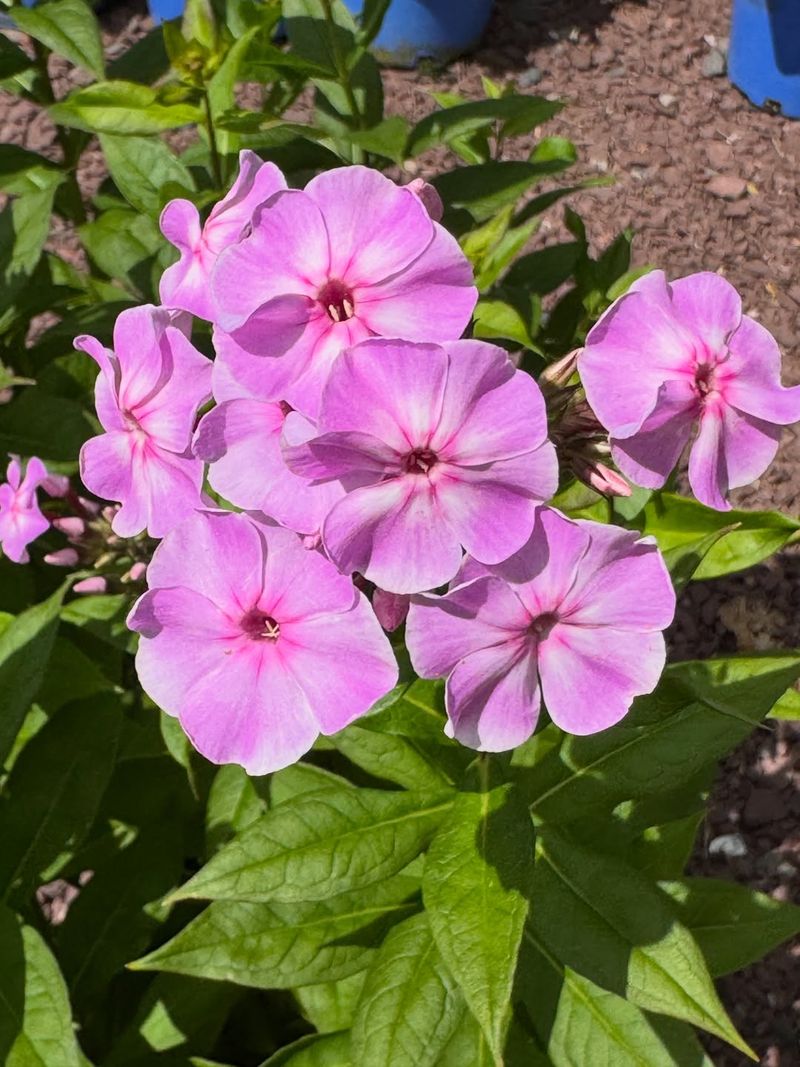 Phlox Can Be Cut Back For Sturdier Late Blooms Phlox Can Be Cut Back For Sturdier Late Blooms