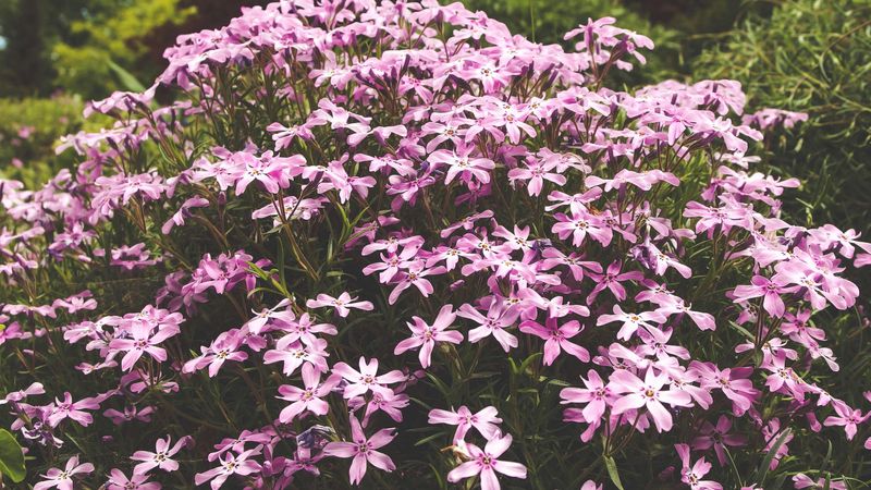 Phlox
