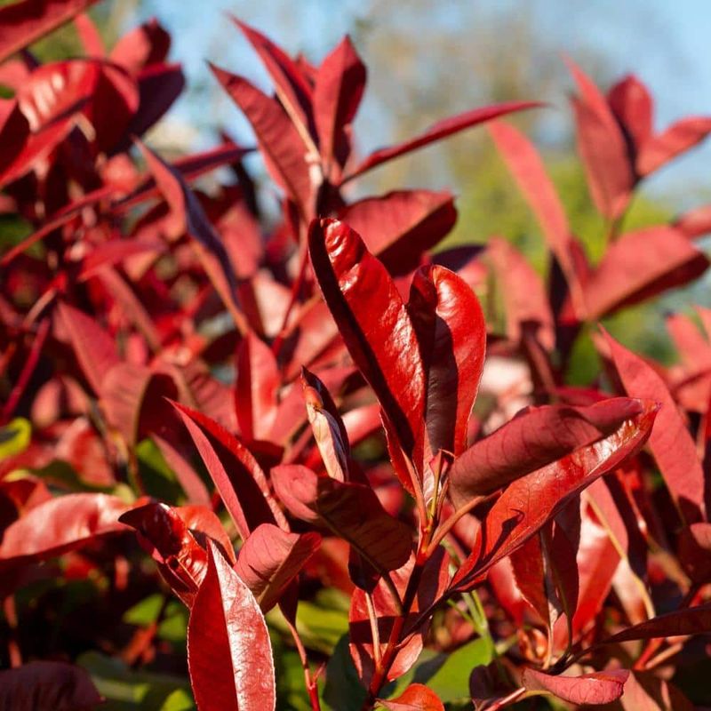 Photinia Photinia